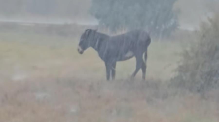 Άφησαν γαϊδουράκι δεμένο στη βροχή-Θύελλα αντιδράσεων