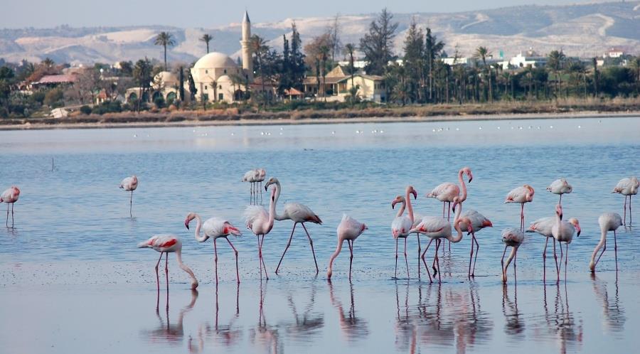 Έφτασαν τα πρώτα φλαμίνγκο στη Λάρνακα-Μειώνεται ο πληθυσμός τους προειδοποιούν οι ειδικοί