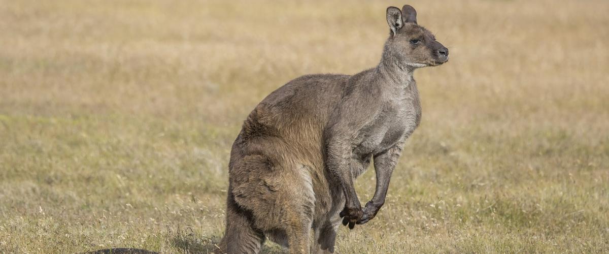 Στο κελί για 14 μήνες ο 37χρονος για τη θανάτωση του καγκουρό