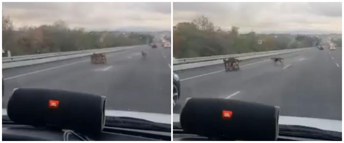 Αγέλη σκύλων στον αυτοκινητόδρομο Λευκωσίας-Λεμεσού-Κινδύνευσαν να χτυπηθούν από οχήματα