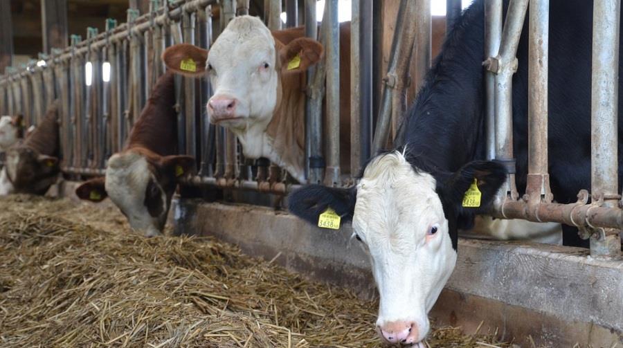 Ξεκίνησε η αποζημίωση κτηνοτρόφων για κατεδάφιση οχληρών υποστατικών το Υπουργείο Γεωργίας