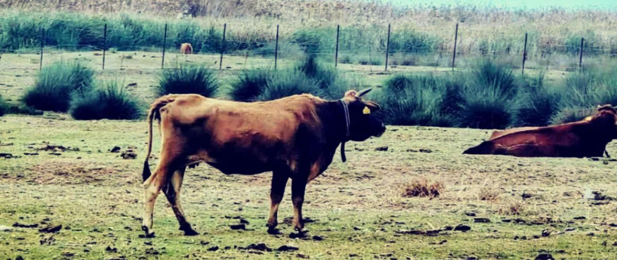 Παρακολουθεί τις εξελίξεις για τον αφθώδη πυρετό στα κατεχόμενα το Τμήμα Τελωνείων-Σε έξαρση το λαθρεμπόριο κρεάτων