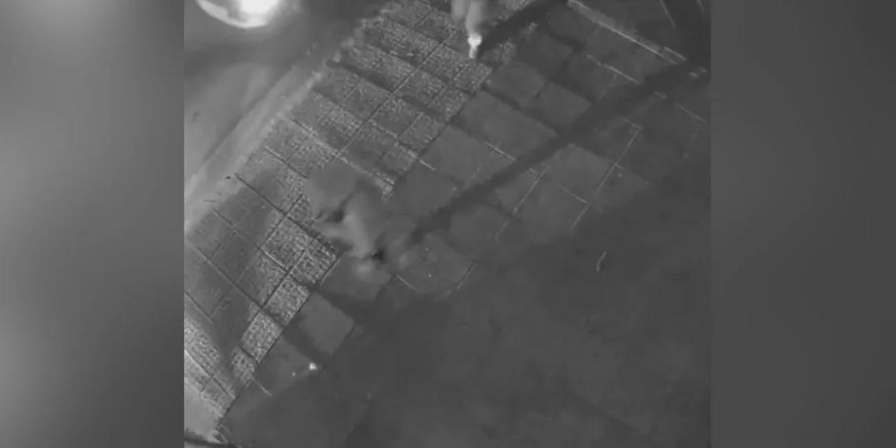 5351413084211621 image