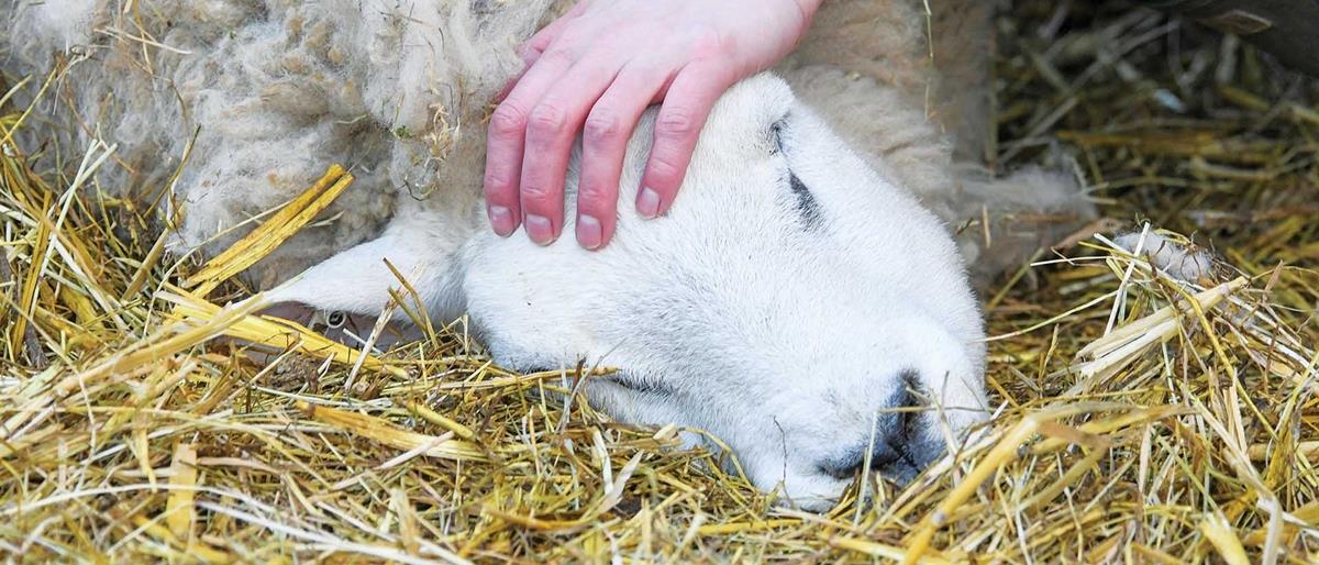 5352021380645235 cats