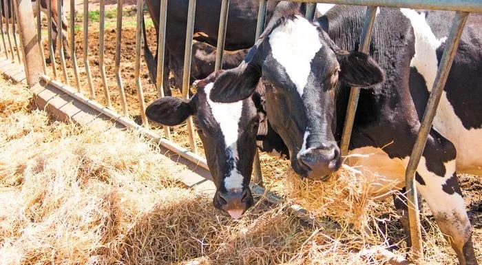 Μέτρα απολύμανσης για αφθώδη πυρετό στα σημεία διέλευσης από Βρετανικές Βάσεις