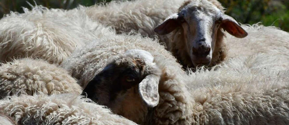 Στην Κύπρο οι εμπειρογνώμονες της Κομισιόν για τον αφθώδη πυρετό στα κατεχόμενα-Σε εγρήγορση και οι Κτηνιατρικές Υπηρεσίες