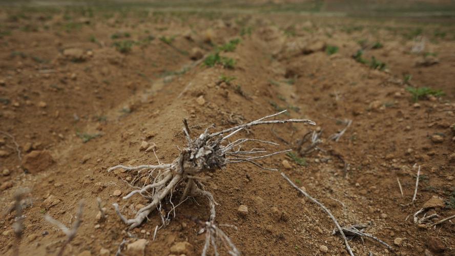 Ζημιές σε καλλιέργειες από την κακοκαιρία σε Γεροσκήπου και Αχέλεια-Σε ετοιμότητα ο ΕΟΑ Πάφου