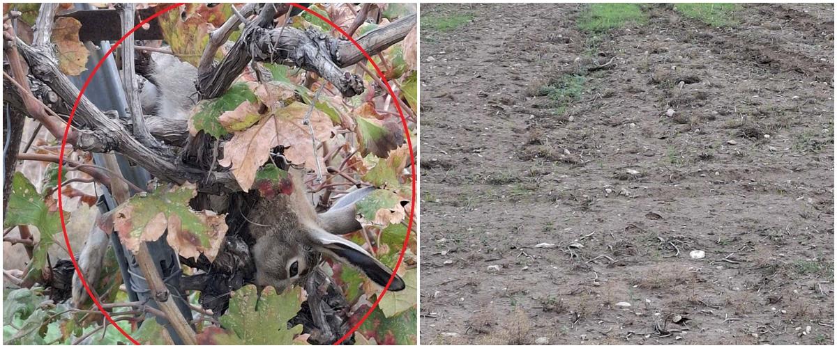 Υπόθεση λαθροθηρίας λαγών καταγγέλλει η Υπηρεσία Θήρας-«Εμπλέκονται εργαζόμενοι του Τμήματος Δασών»