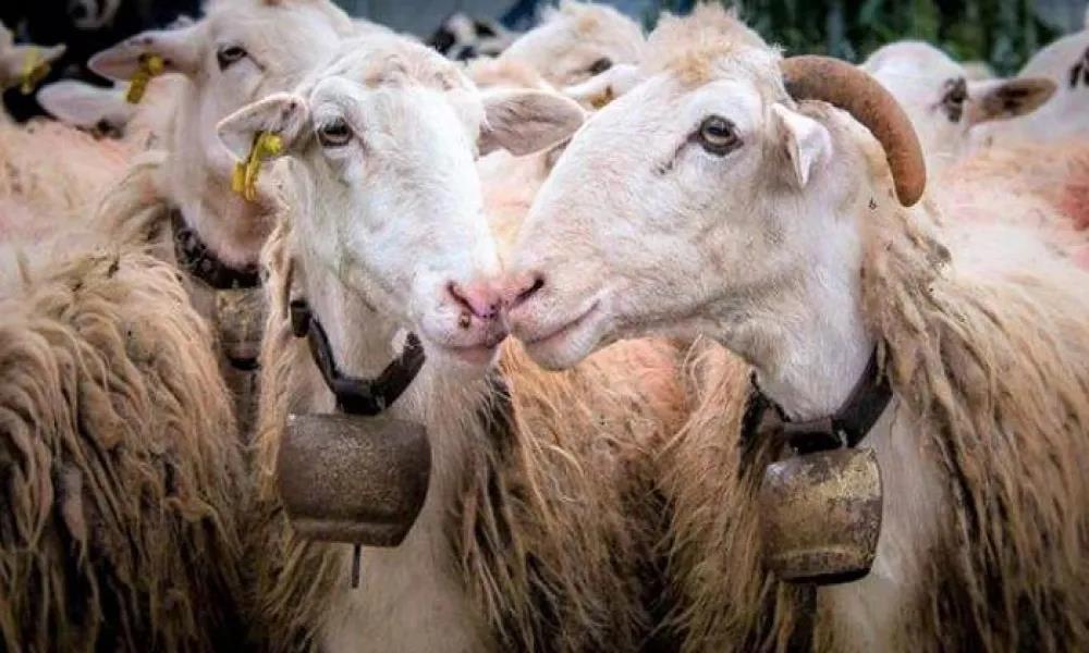 Σε κόκκινο συναγερμό οι Κτηνιατρικές Υπηρεσίες για το κρούσμα αφθώδη πυρετού στα κατεχόμενα