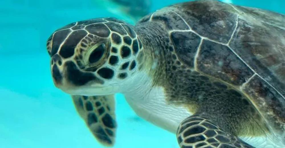 5364079344299521 cats