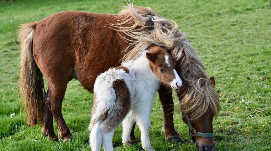 5369464806516391 shetland-ponies-8578570 1280