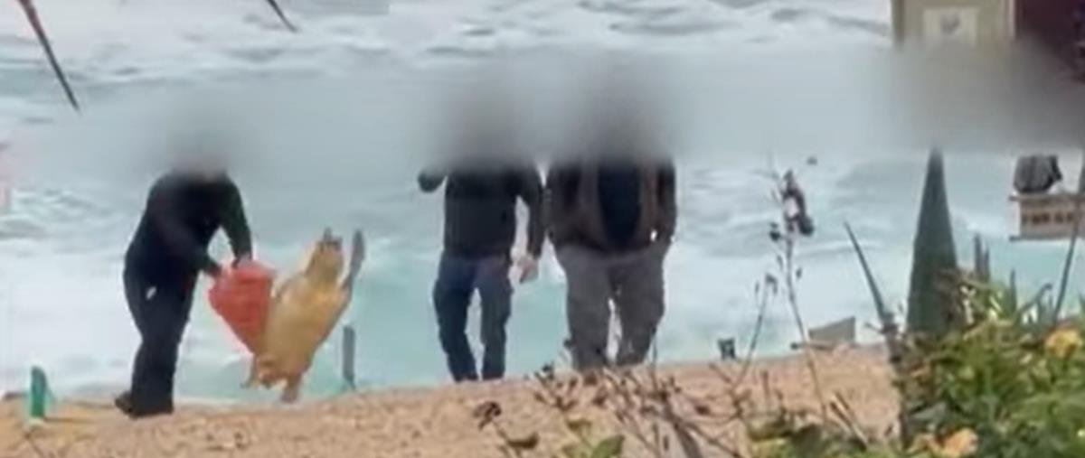 Ευθύνη στις τοπικές Αρχές να παραλαμβάνουν νεκρές χελώνες και να ενημερώνουν το Τμ. Αλιείας για έλεγχο-«Ανεπίτρεπτη η συμπεριφορά»