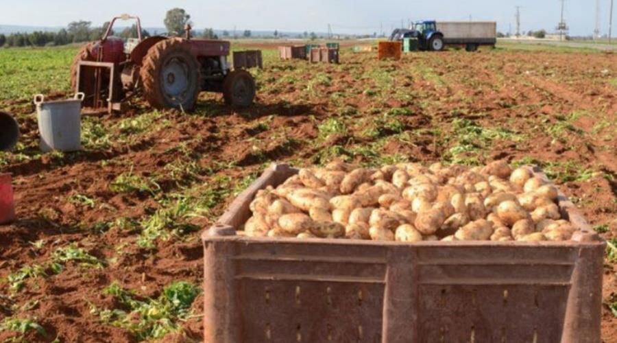 5384862571418390 patates-768x499