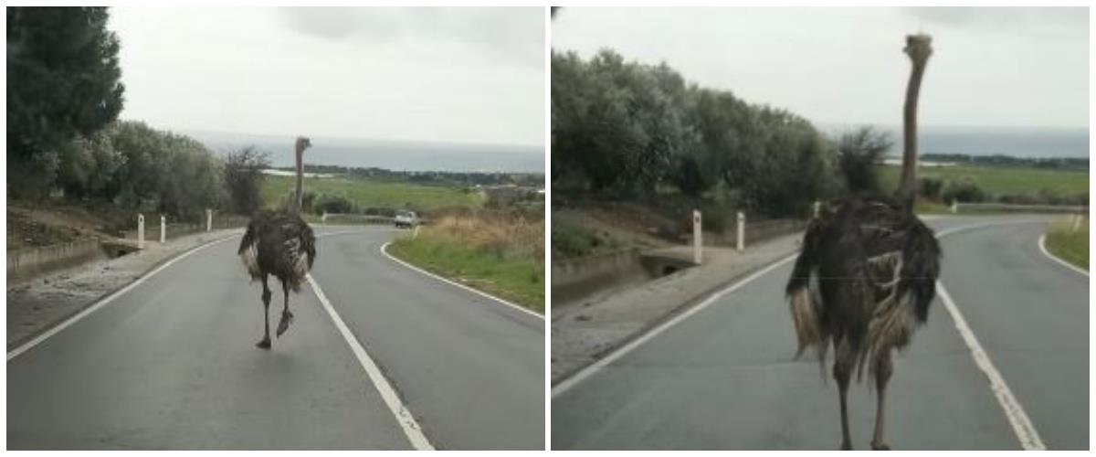 5384928024329480 collage