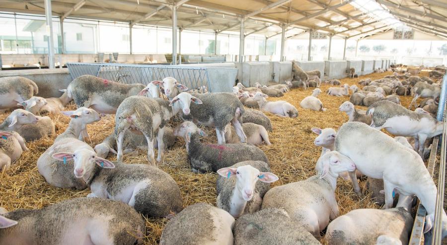 5393887967028740 image