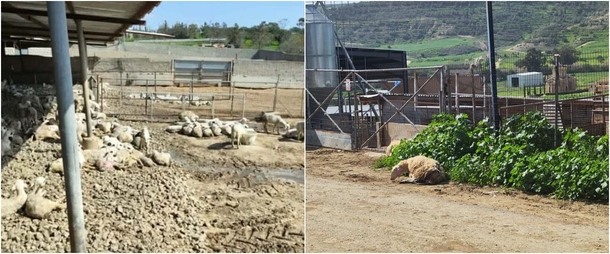 5409079282653616 collage111