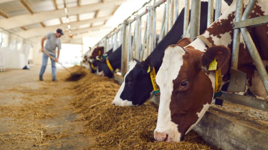 5409107721656354 agelades-katexomena-768x431