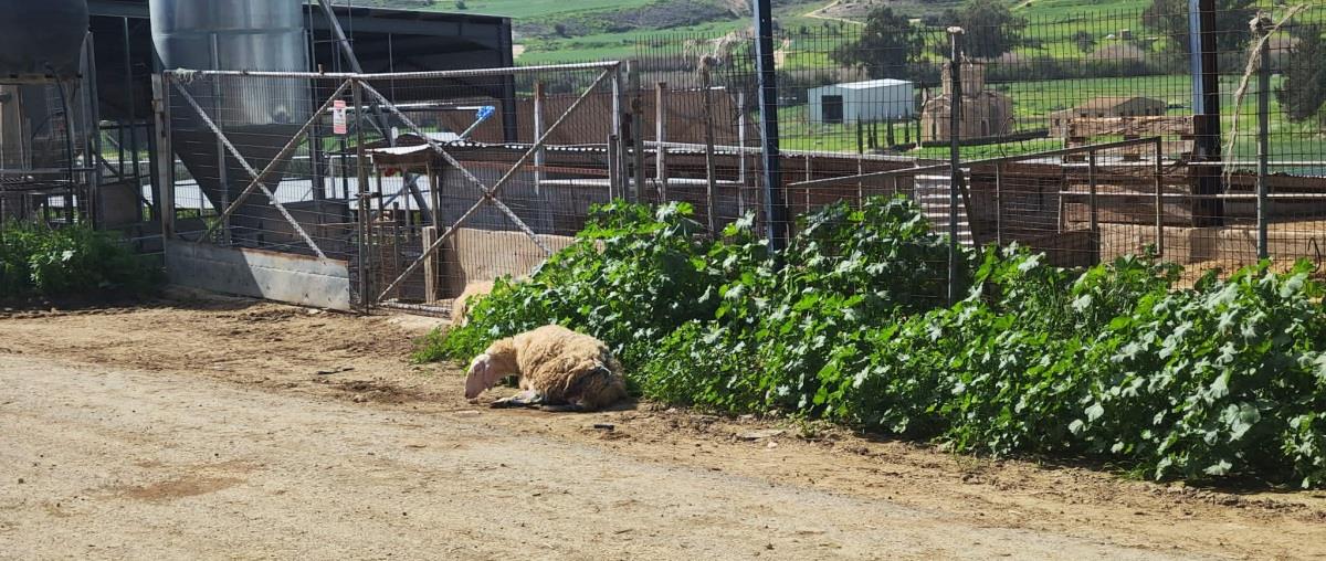 5409129613338751 635011809 941909524900723 8124657448859528602 n