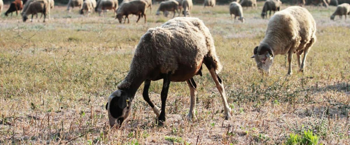 5410023584051547 cats