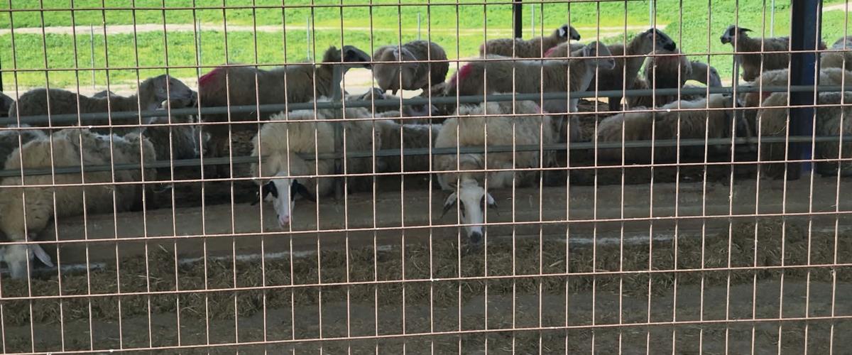 5410124668131840 cats