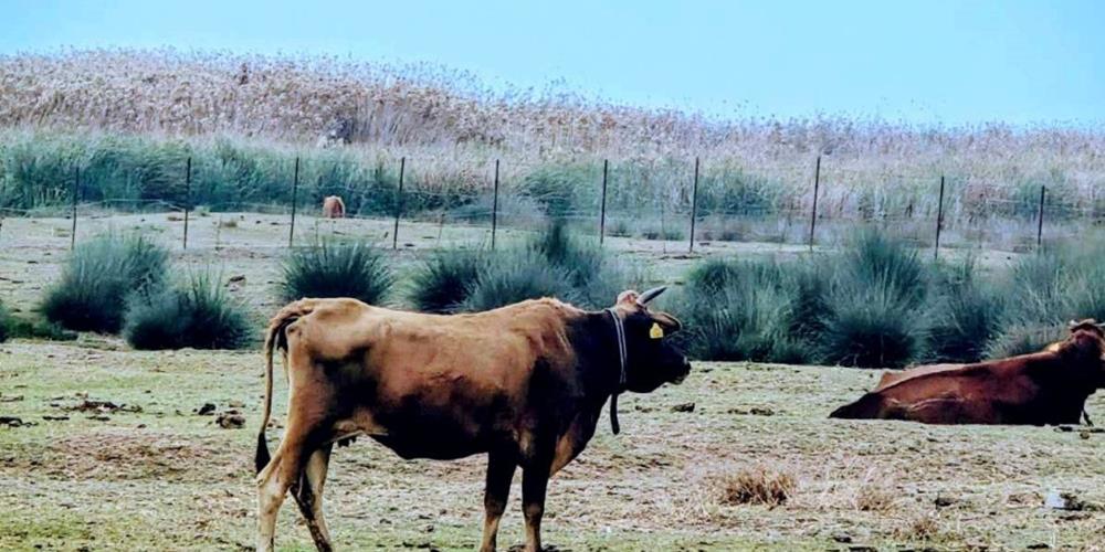 5410157256991151 cats