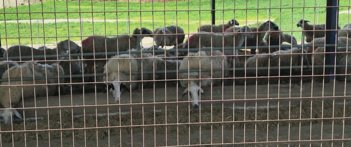 5410835019869719 640399121 2470543713387746 2547294246137859391 n