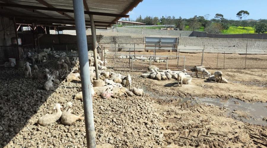 5411735642742476 AFTHODIS PIRETOS