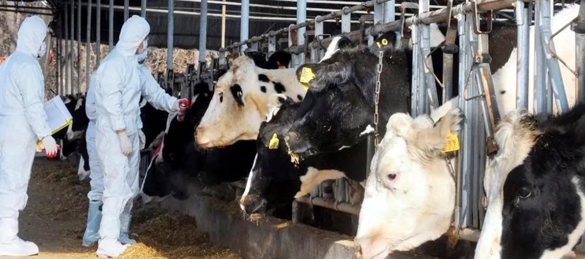 5411736484108027 cats