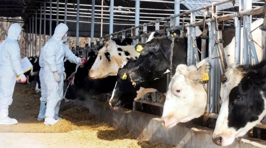 5411762853525168 afthodhs pyretos-large thumbnail