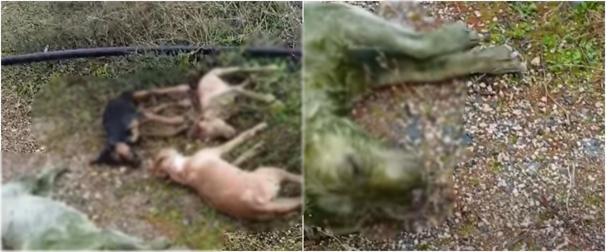 5411901139975928 collage212