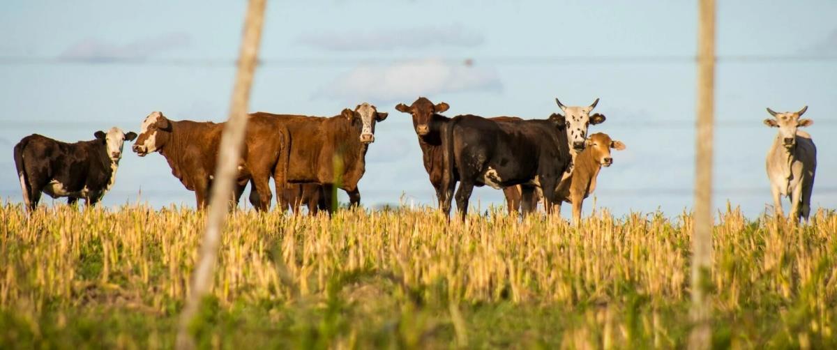 5412394959292122 afthodis-pyretos-kypros