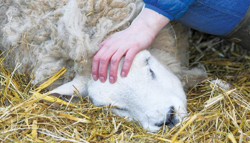 5412455893042785 image