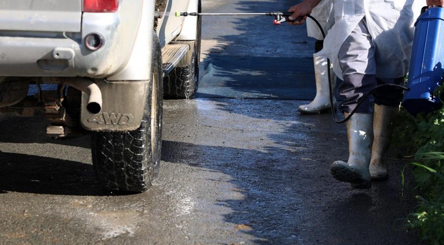 5413698277419235 cats