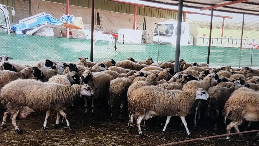 5413721259462948 DOC.20260226.9888061.anaritaktinotrofikewperioxes