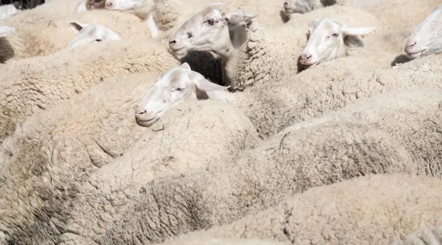 5417053672751803 provata