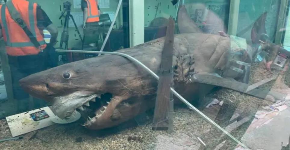 5417587281235553 image