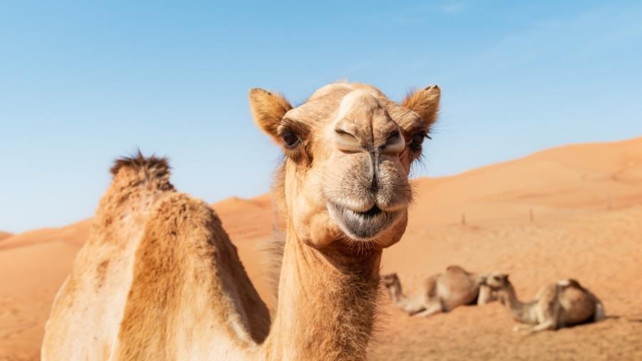 5418553027038706 kamiles-new 1