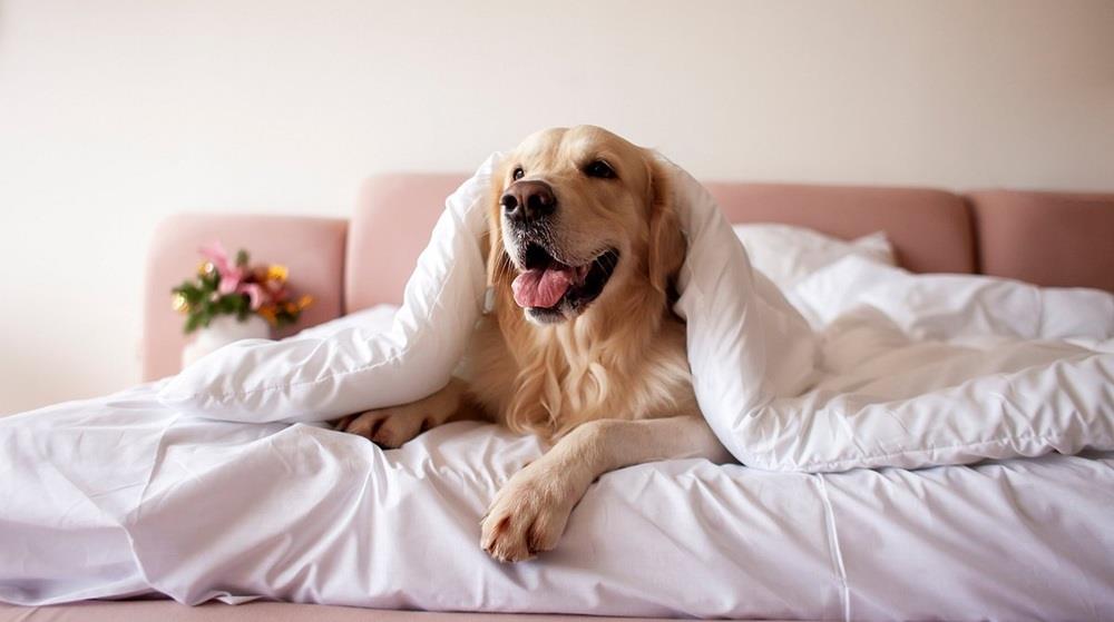 Τα 44 pet-friendly ξενοδοχεία και τουριστικά καταλύματα στην Κύπρο - Οι περιοχές (κατάλογος)