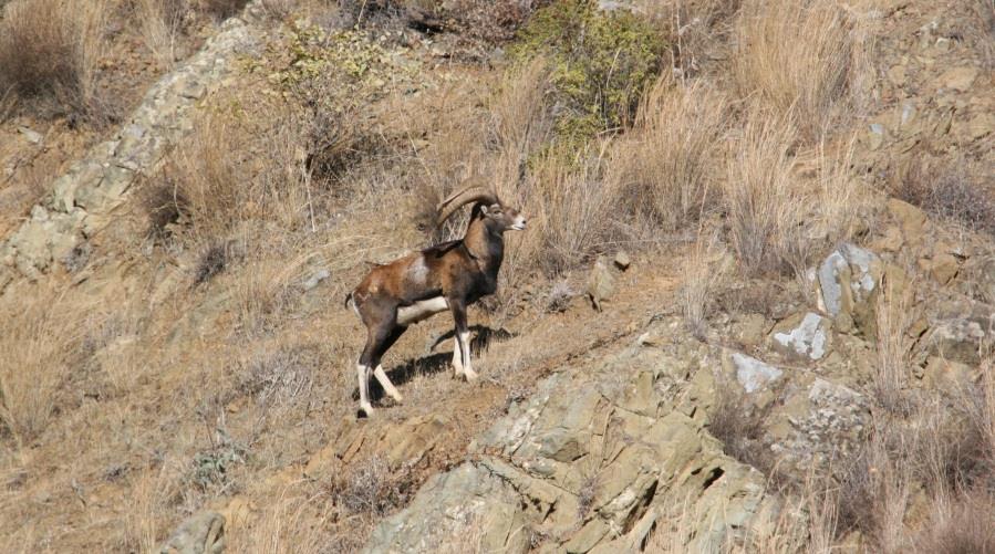 5422983219762205 agrino