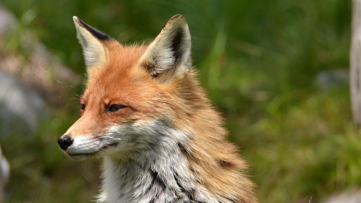 5425715601188925 image