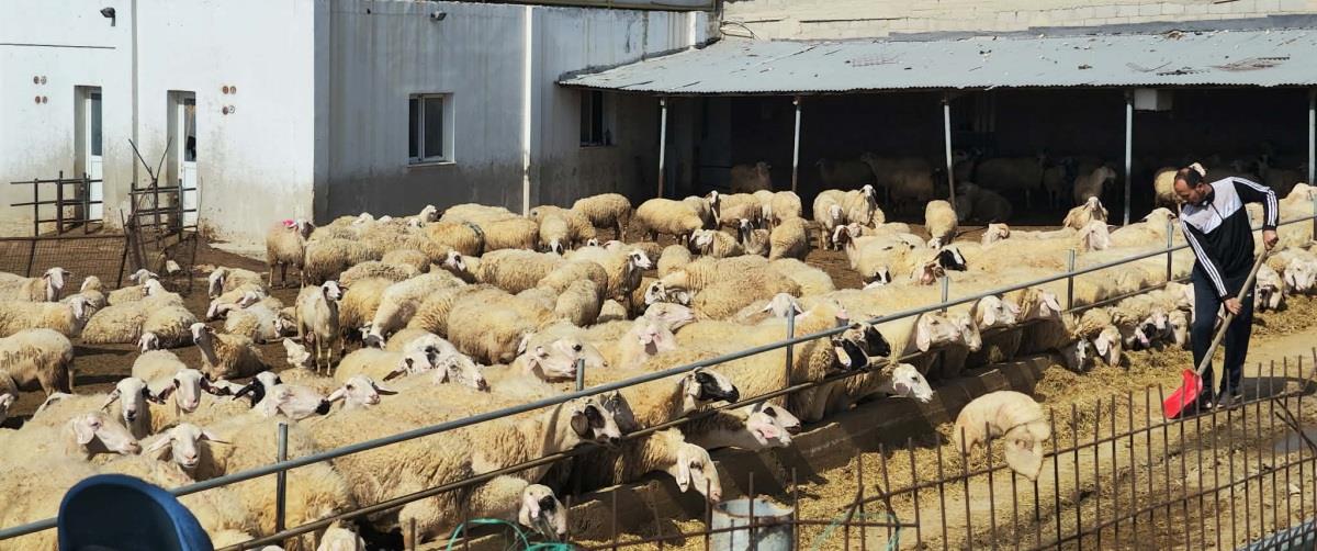 Έσπασε το φράγμα της Λάρνακας ο αφθώδης πυρετός-Εντοπίστηκαν κρούσματα σε μονάδες στη Λευκωσία