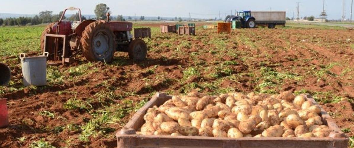 5429211275188285 cats