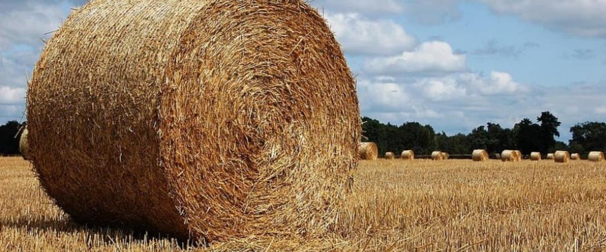 5429687874888794 image