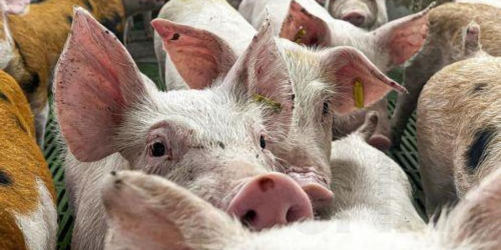 5429793317177285 image