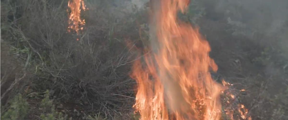 5430886196294612 cats