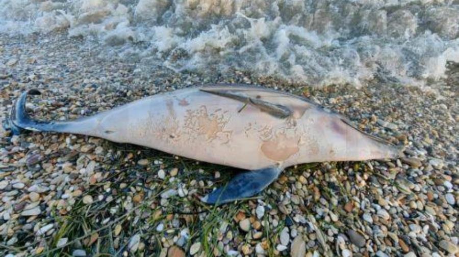 5432415377628712 cache 500x500 5521969 303571312582975