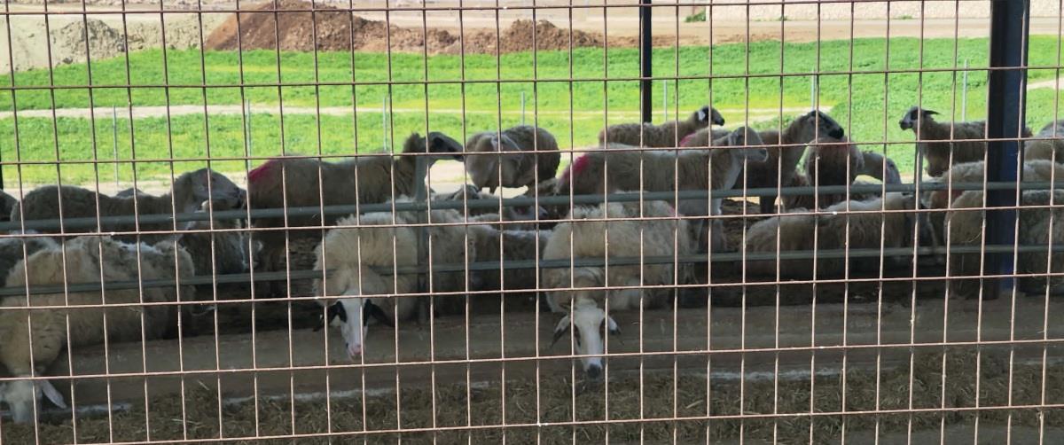 5432510664228037 640399121 2470543713387746 2547294246137859391 n (2)