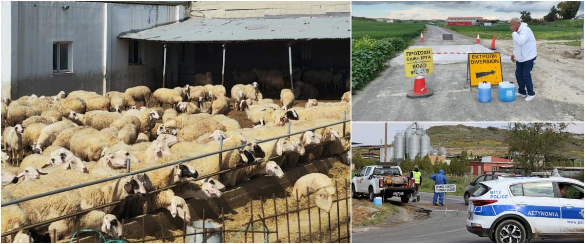 5430858917046461 collage