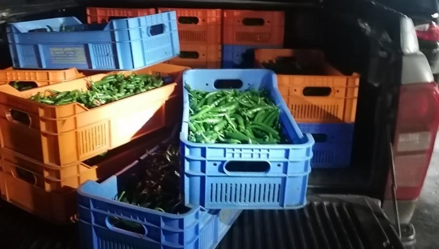 5435802482048605 cats