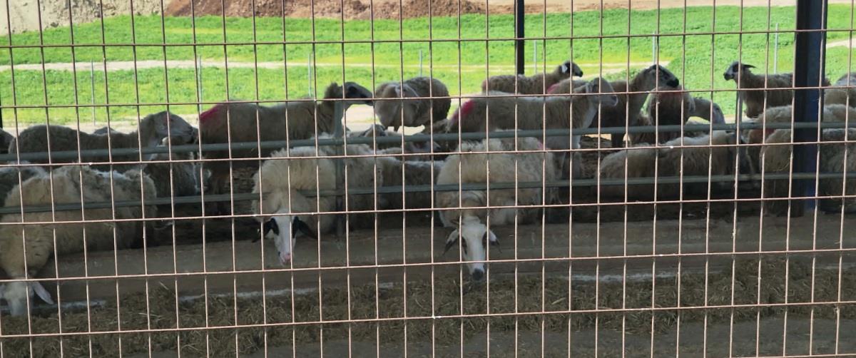 Ψάχνουν την άκρη του νήματος για τη διασπορά του ιού μεταξύ Λάρνακας και Λευκωσίας, στο μικροσκόπιο ζωέμπορας-Νέο κρούσμα στη Δρομολαξιά